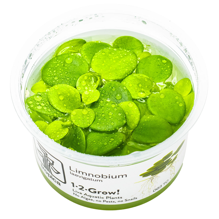 Tropica Limnobium laevigatum ‘Amazon Frogbit ’ 1-2-Grow!