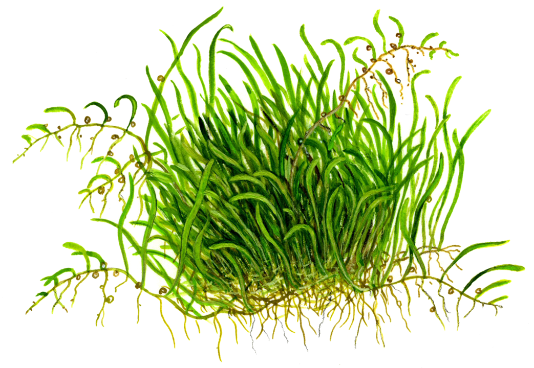 Tropica Utricularia graminifolia ‘Grass-leaved Bladderwort’ 1-2-Grow!