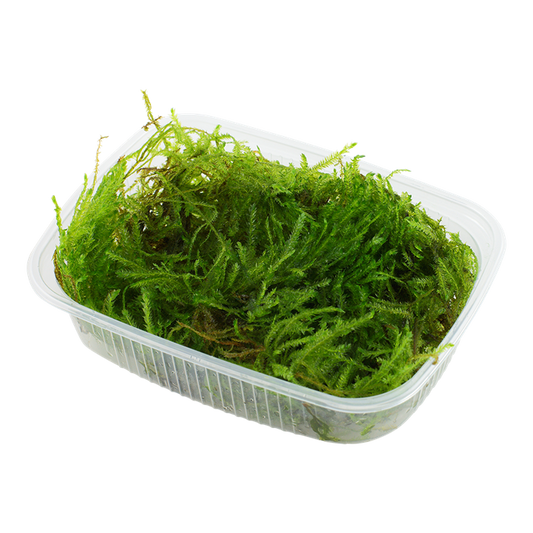 Tropica Taxiphyllum sp. ‘Spiky Moss’