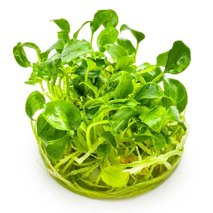 Tropica Schismatoglottis prietoi 1-2-Grow!