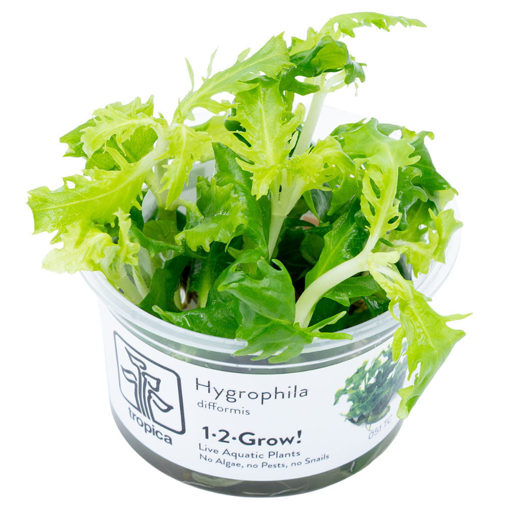 Tropica Hygrophila difformis 1-2-GROW