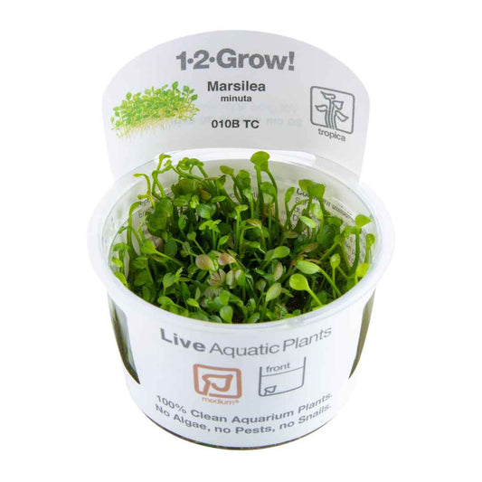 Tropica Marsilea minuta (crenata) 1-2-Grow!