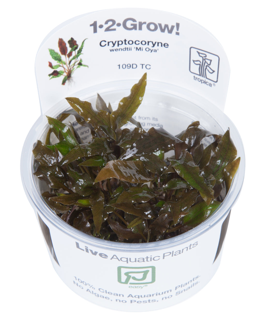 Tropica Cryptocoryne wendtii 'Mi Oya' 1-2-Grow!