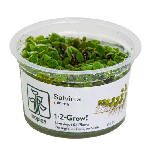 Tropica Salvinia minima (auriculata) 1-2-Grow!