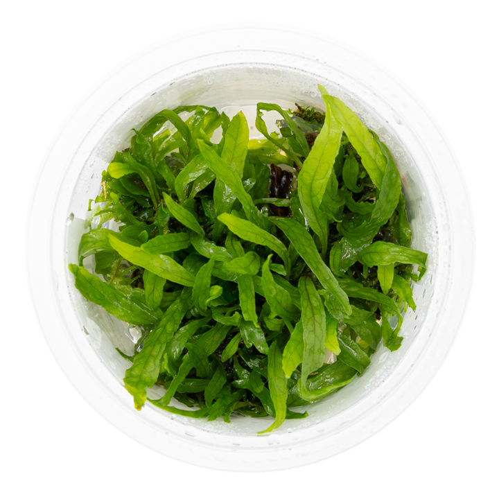 Tropica Microsorum pteropus ‘Narrow’ 1-2-Grow!