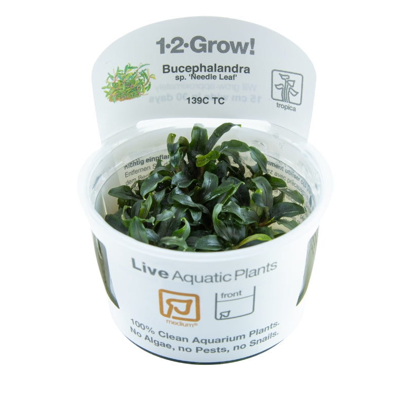 Tropica Bucephalandra sp. ‘Needle Leaf’ 1-2-Grow!