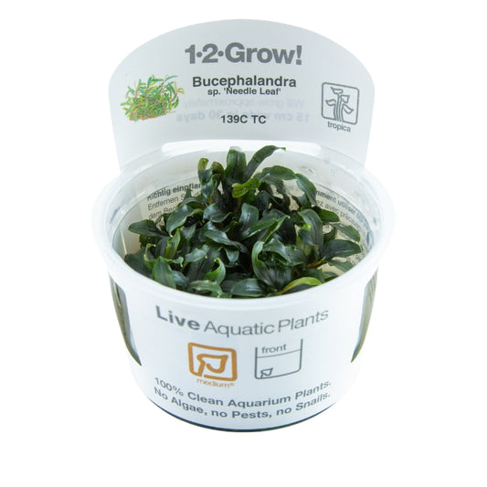 Tropica Bucephalandra sp. ‘Needle Leaf’ 1-2-Grow!
