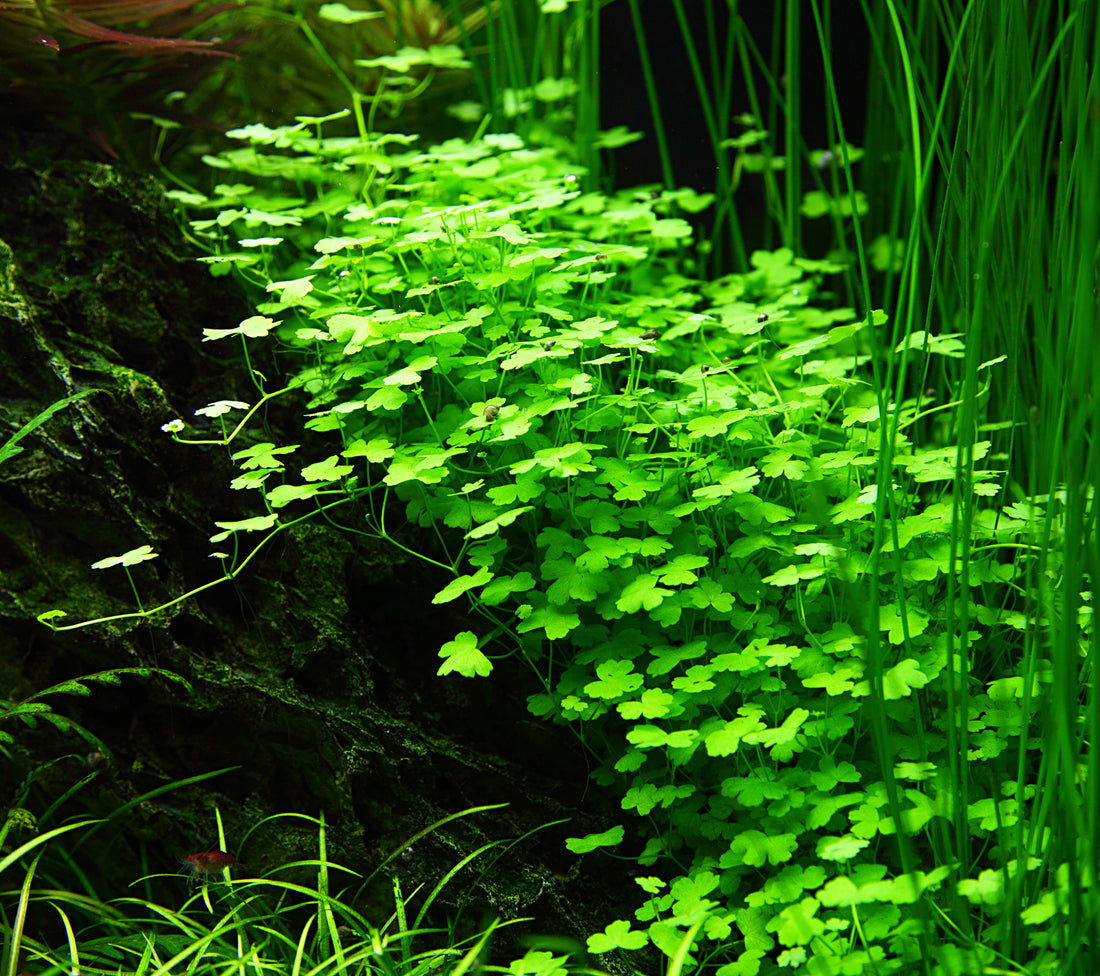 Tropica Hydrocotyle tripartita 1-2-Grow!