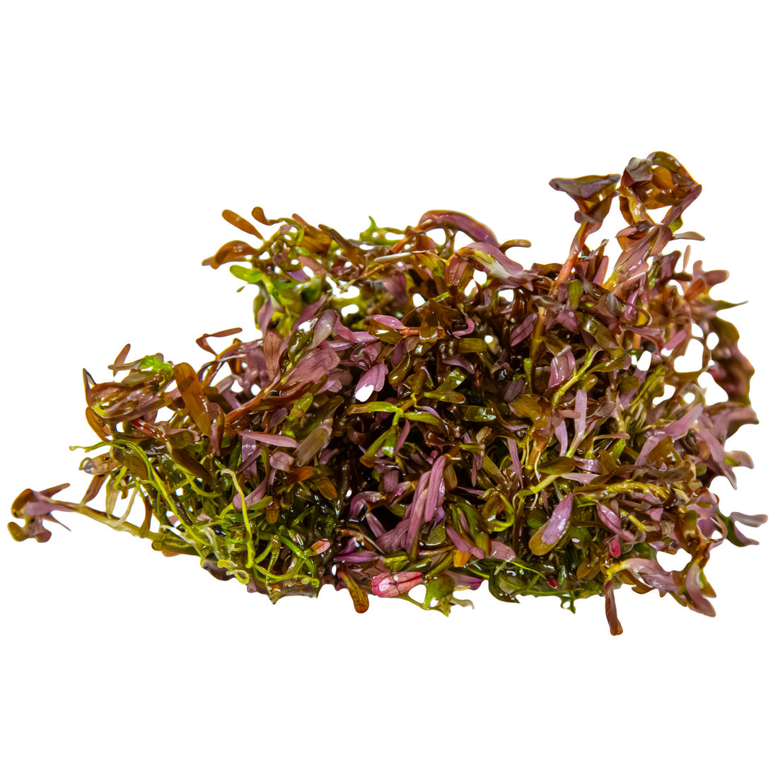 Tropica Rotala rotundifolia 'Blood Red' 1-2-Grow!