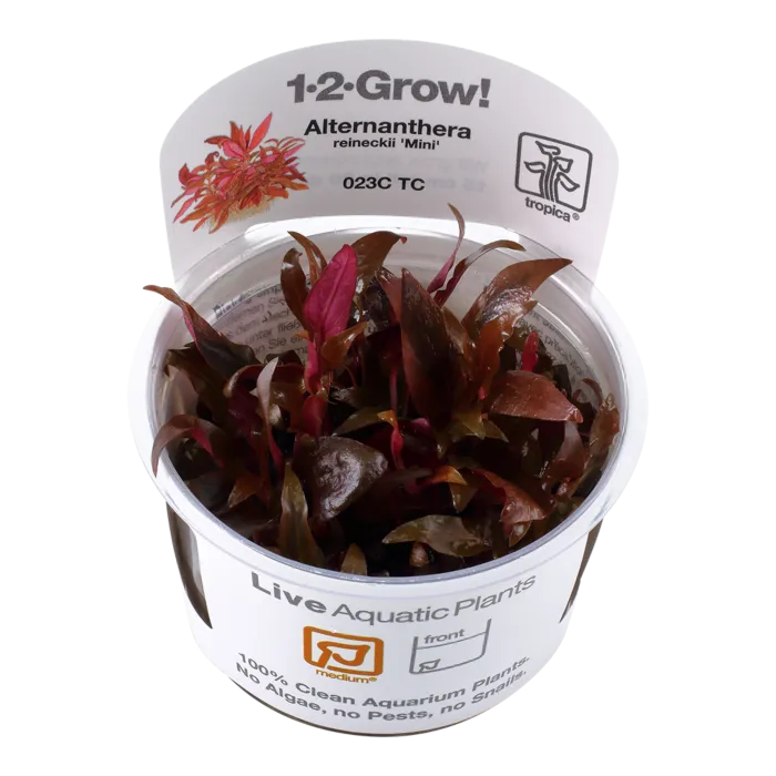 Tropica Alternanthera reineckii 'Mini' 1-2-Grow!