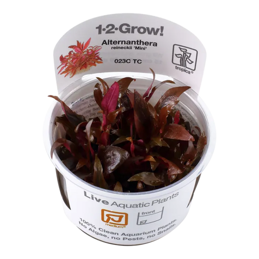 Tropica Alternanthera reineckii 'Mini' 1-2-Grow!