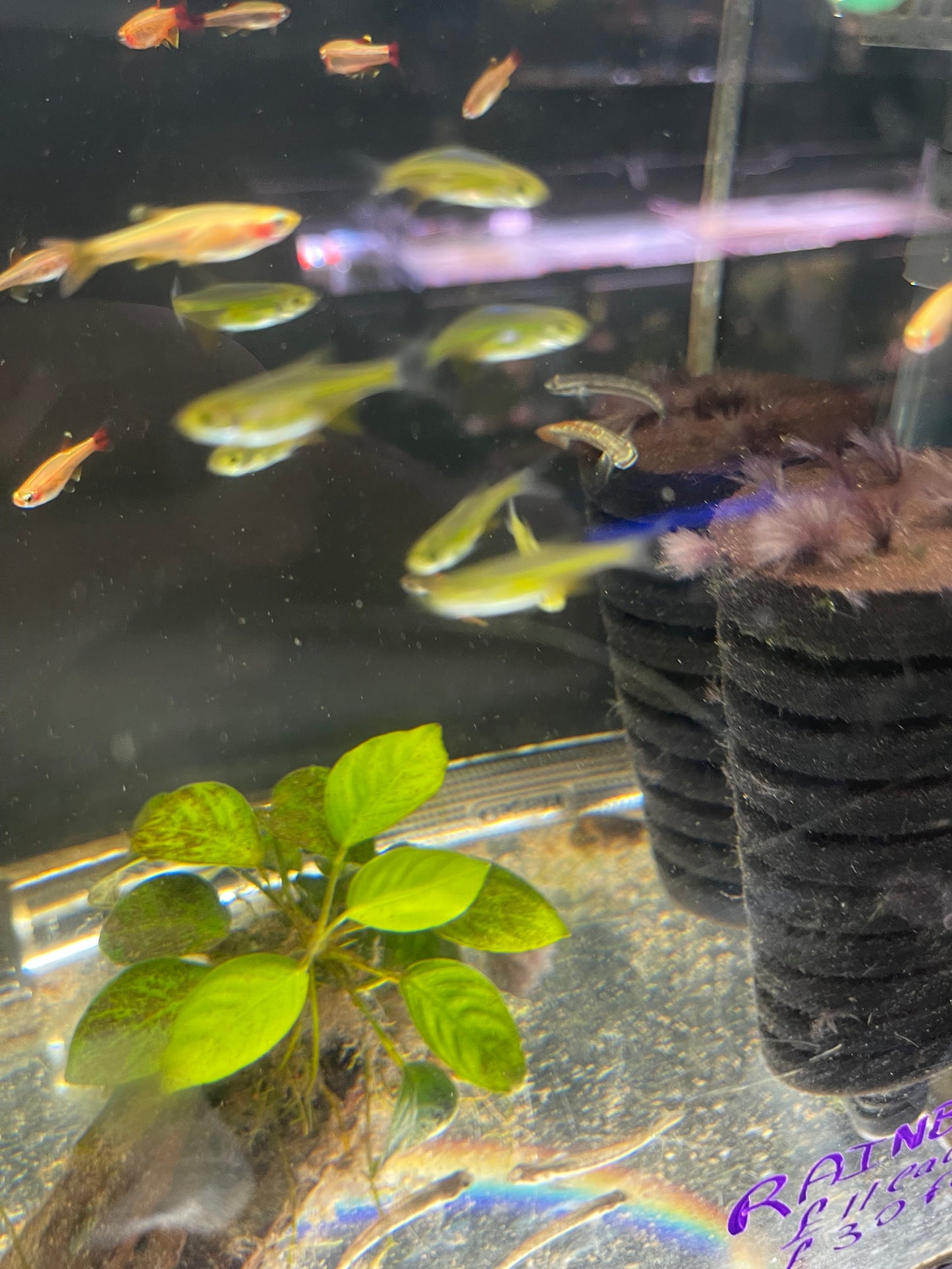Rainbow Goby