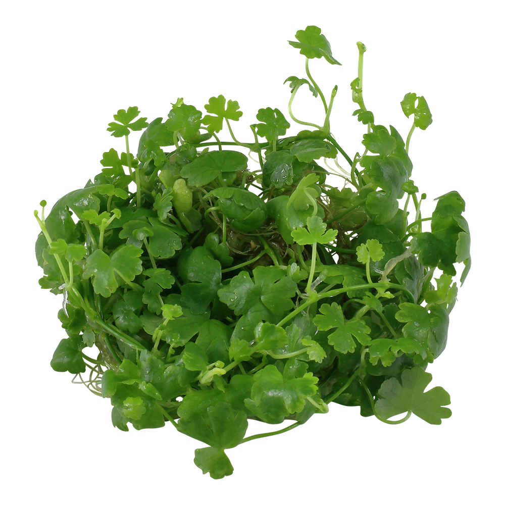 Tropica Hydrocotyle tripartita 1-2-Grow!