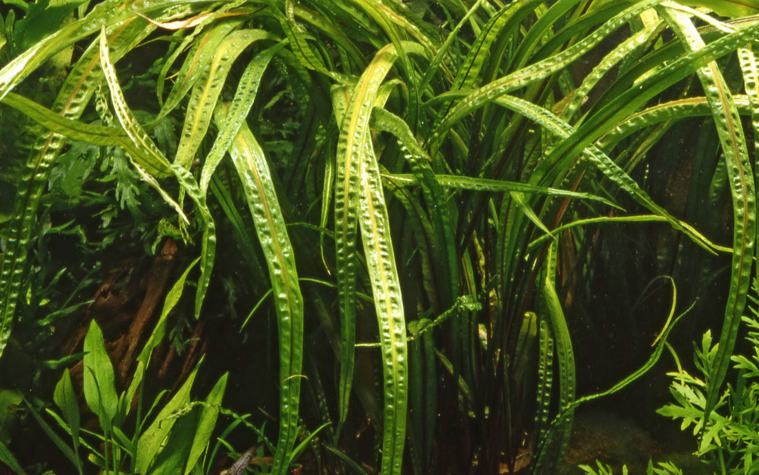 Tropica Cryptocoryne crispatula 1-2-Grow!