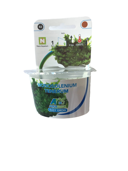 Monosolenium Tenerum Aqua Fleur Easy Grow
