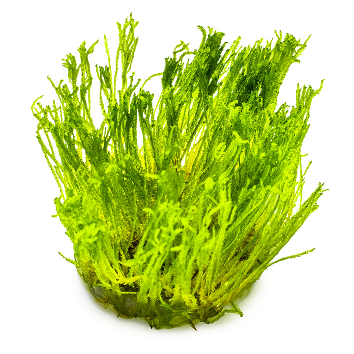 Tropica Taxiphyllum alternans ‘Taiwan Moss’ 1-2-Grow!