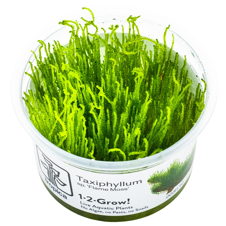 Tropica Taxiphyllum sp. ‘Flame Moss’ 1-2-Grow!