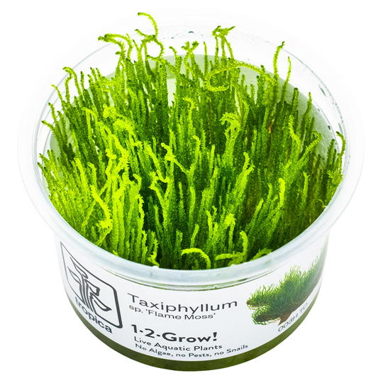 Tropica Taxiphyllum sp. ‘Flame Moss’ 1-2-Grow!