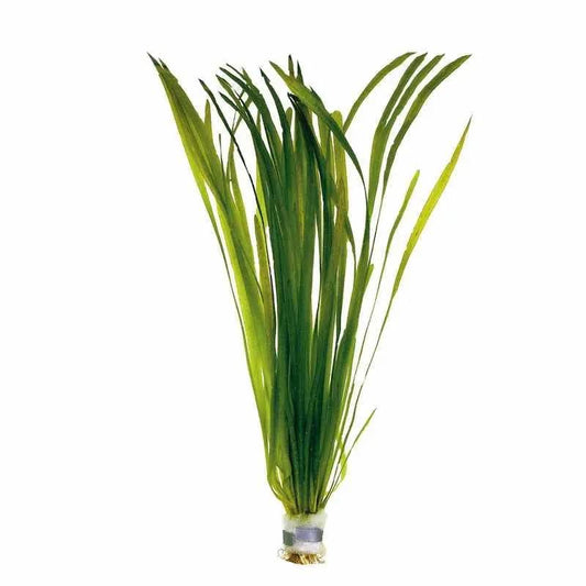 Vallisneria Giganthea Rubra
