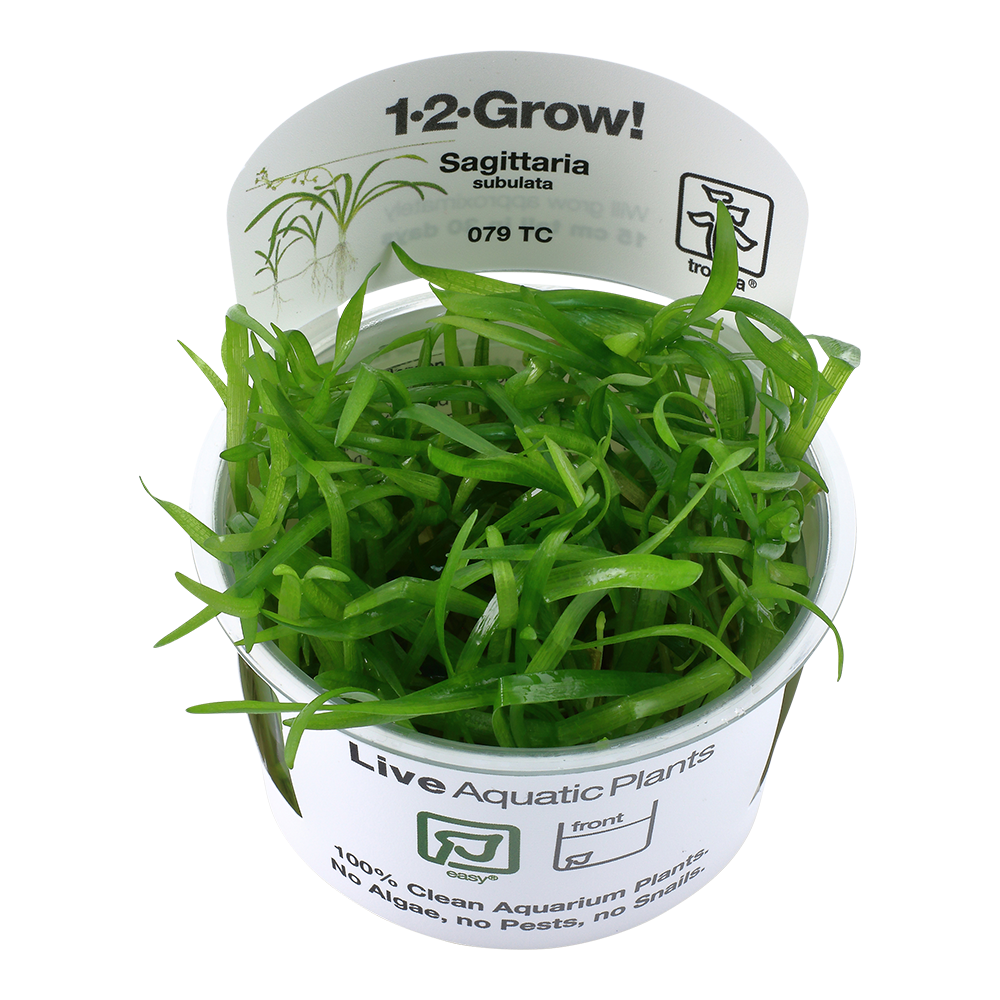 Tropica Sagittaria subulata ‘Dwarf Saggitaria’ 1-2-Grow!