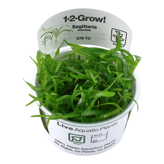 Tropica Sagittaria subulata ‘Dwarf Saggitaria’ 1-2-Grow!
