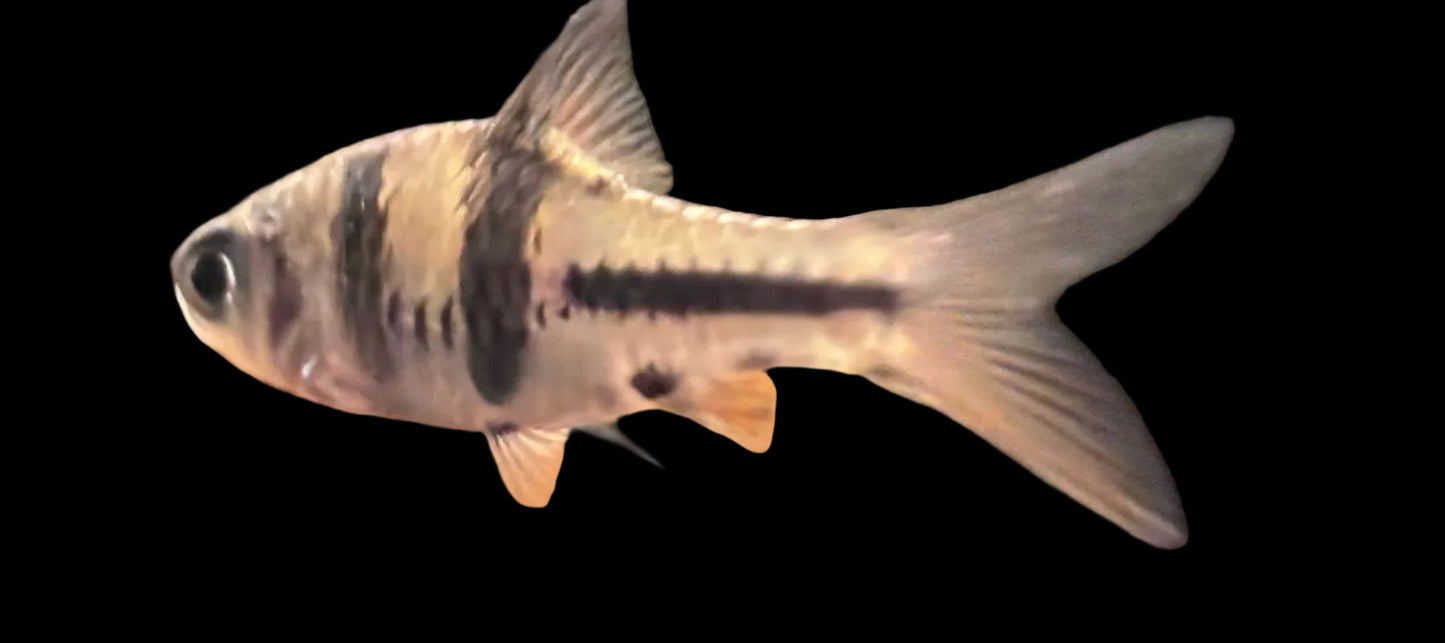 Spanner Barb