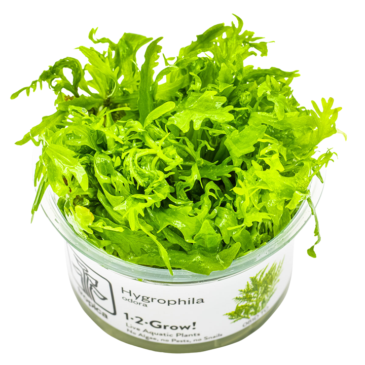 Tropica Hygrophila odora 1-2-Grow!