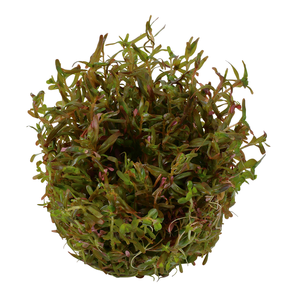 Tropica Rotala rotundifolia ‘H’ra’ 1-2-Grow!