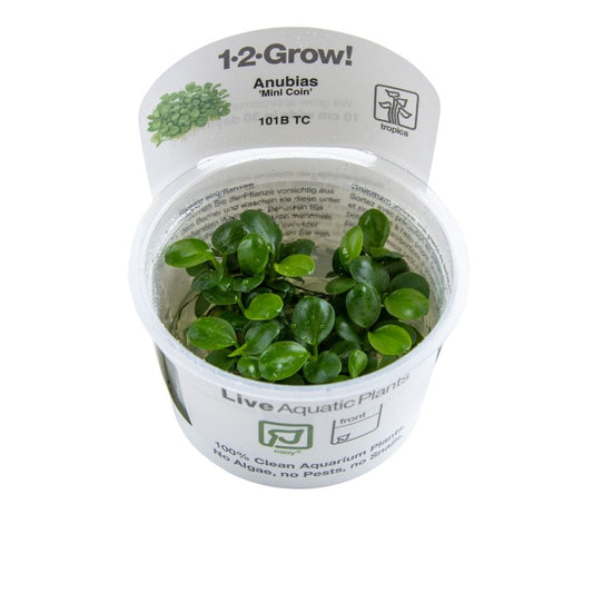 Tropica Anubias 'Mini Coin' 1-2-Grow!