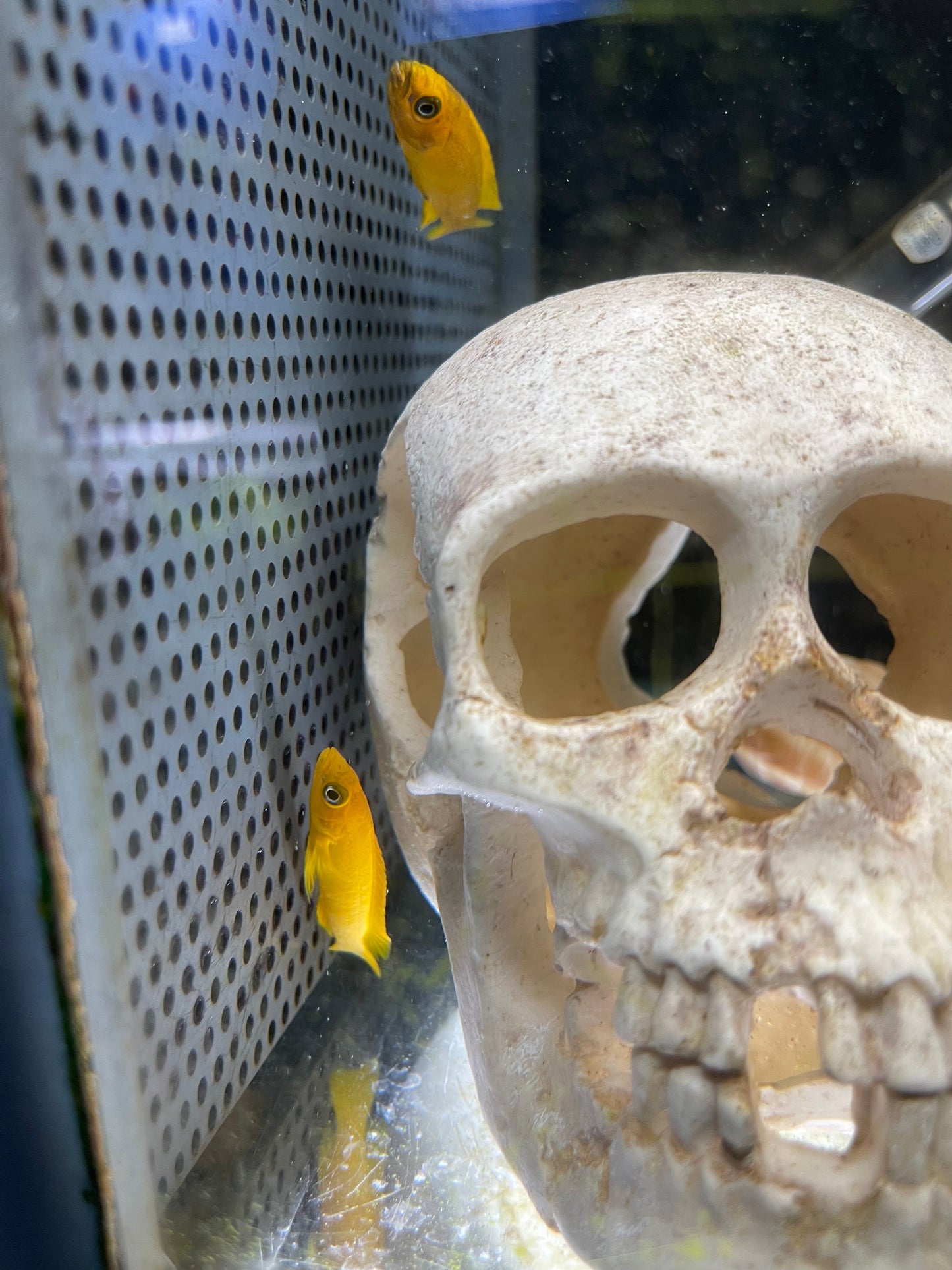 Lamprologus Leleupi Orange