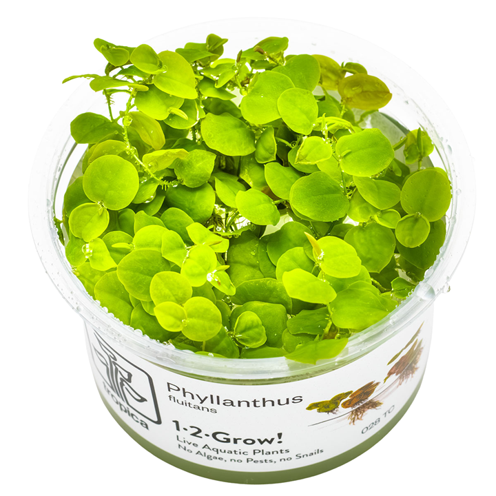 Tropica Phyllanthus fluitans ‘Red Root Floater’ 1-2-Grow!