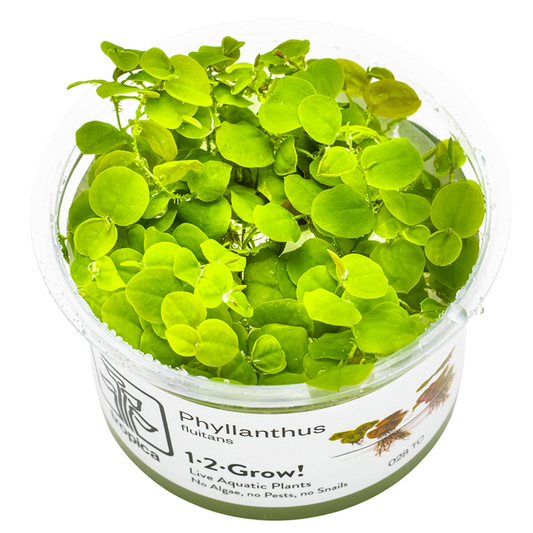 Tropica Phyllanthus fluitans ‘Red Root Floater’ 1-2-Grow!