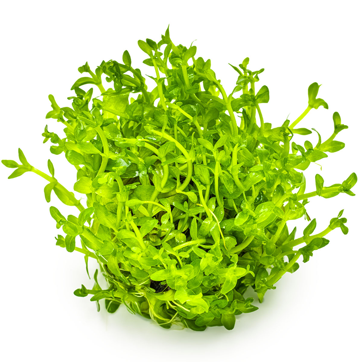 Tropica Bacopa caroliniana 1-2-Grow!