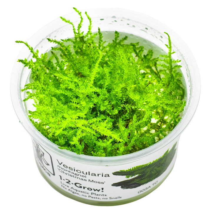 Tropica Vesicularia montagnei ‘Christmas Moss’ 1-2-Grow