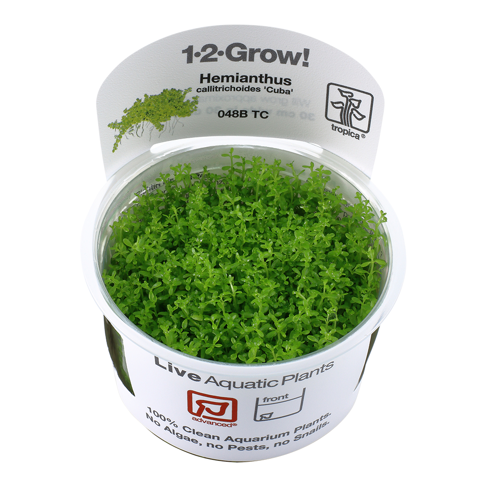 Tropica Micranthemum callitrichoides 'Cuba' 1-2-Grow!