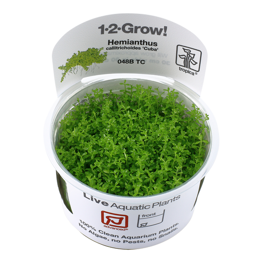 Tropica Micranthemum callitrichoides 'Cuba' 1-2-Grow!