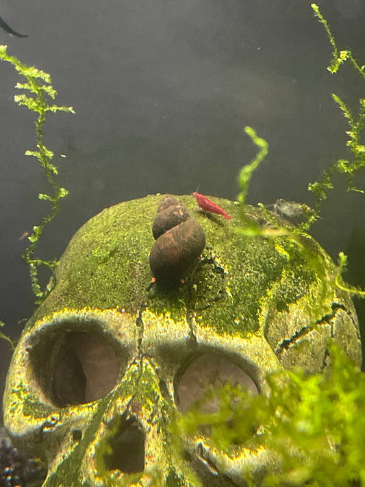 Blueberry Snail