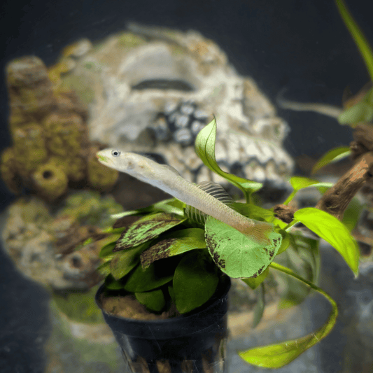 Lipstick Red Goby