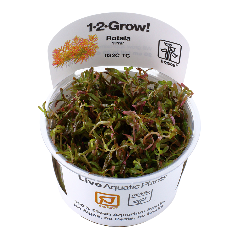 Tropica Rotala rotundifolia ‘H’ra’ 1-2-Grow!