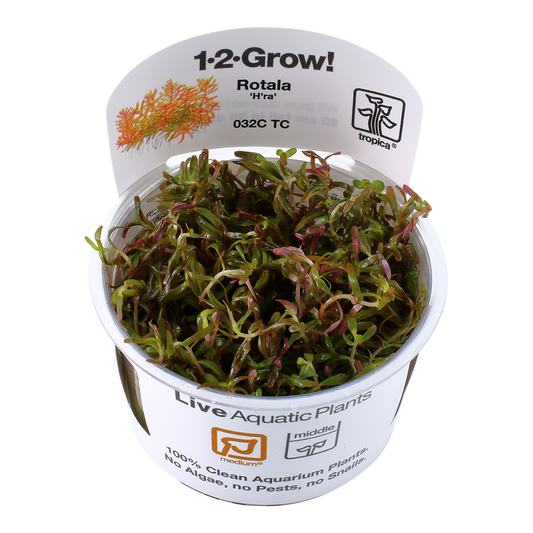 Tropica Rotala rotundifolia ‘H’ra’ 1-2-Grow!