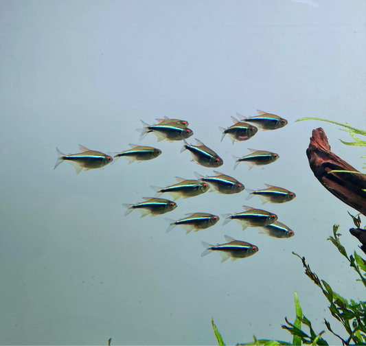 Black Neon Tetra