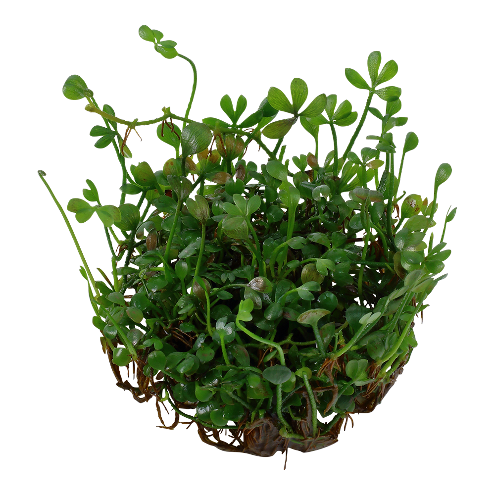 Tropica Marsilea minuta (crenata) 1-2-Grow!