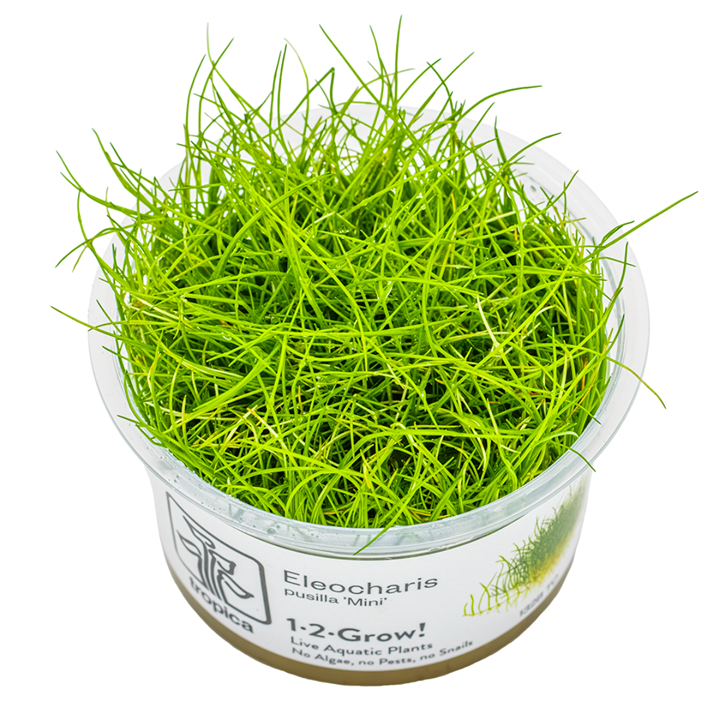 Tropica Eleocharis pusilla 'Mini' 1-2 GROW