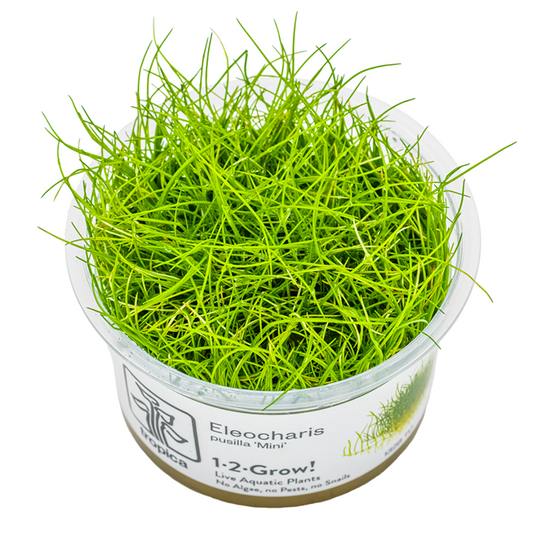 Tropica Eleocharis pusilla 'Mini' 1-2-Grow!