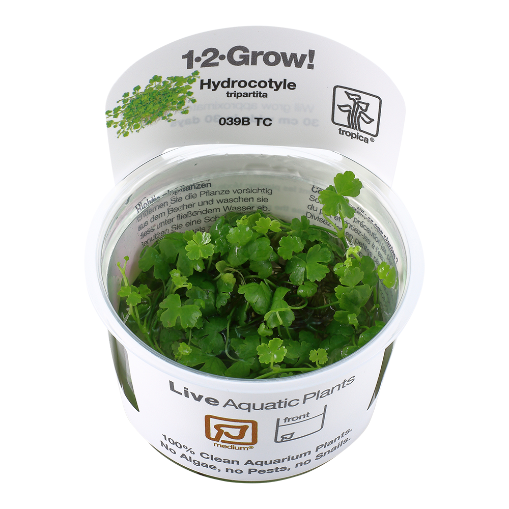 Tropica Hydrocotyle tripartita 1-2-Grow!