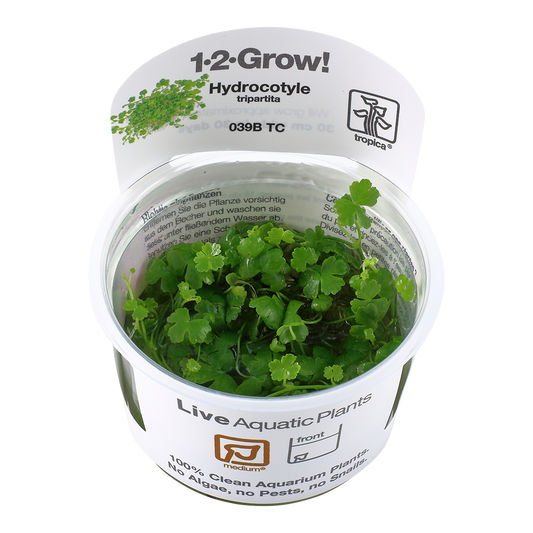 Tropica Hydrocotyle tripartita 1-2-Grow!
