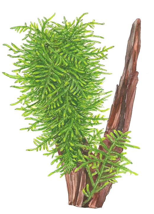 Tropica Taxiphyllum sp. ‘Spiky Moss’ 1-2-Grow!