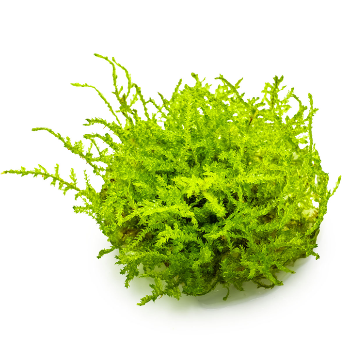 Tropica Vesicularia montagnei ‘Christmas Moss’ 1-2-Grow