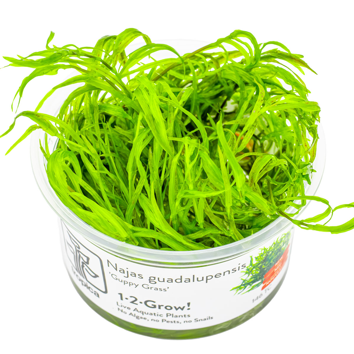 Tropica Najas guadalupensis ‘Guppy Grass’ 1-2-Grow!
