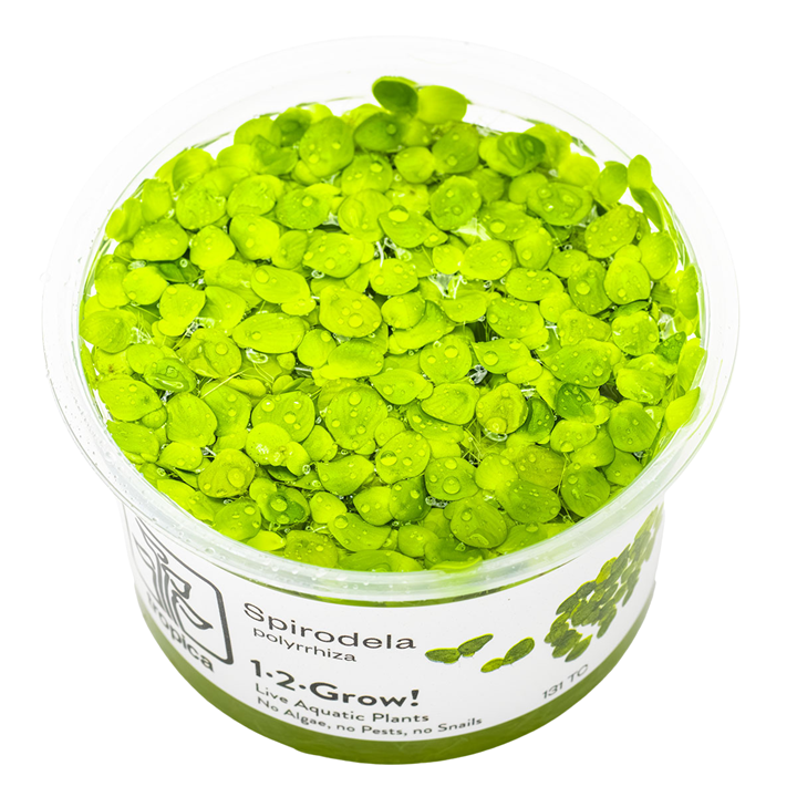 Tropica Spirodela polyrrhiza ‘Greater Duckweed’ 1-2-Grow!